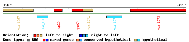 gene map