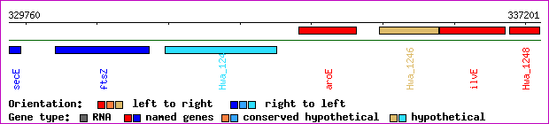 gene map