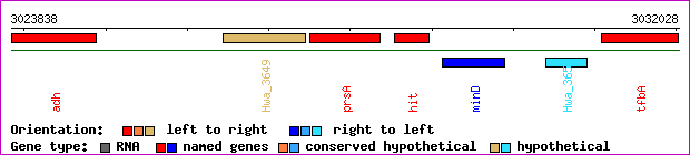 gene map