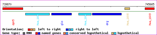 gene map