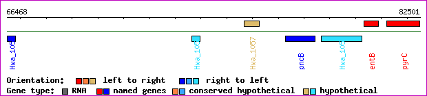 gene map