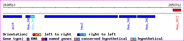 gene map