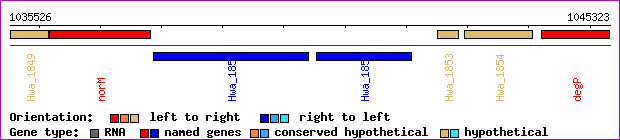 gene map