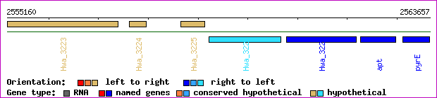 gene map