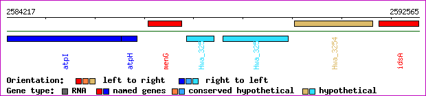 gene map