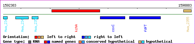 gene map
