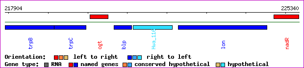gene map