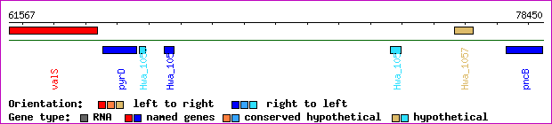 gene map