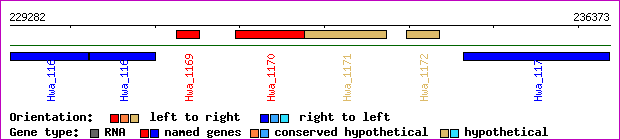 gene map