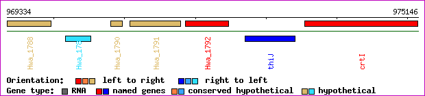 gene map