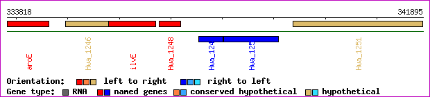 gene map