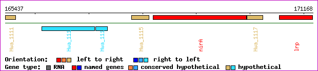 gene map