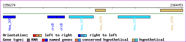 gene map