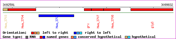 gene map