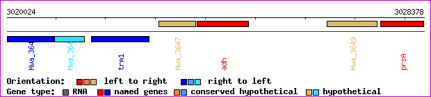 gene map