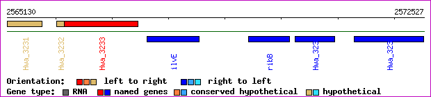 gene map