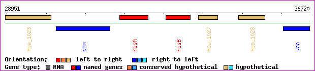 gene map