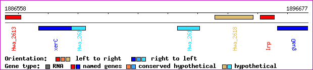 gene map