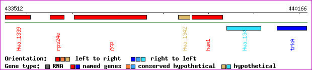 gene map