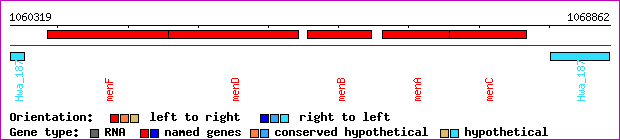 gene map
