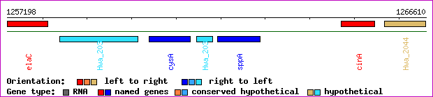 gene map