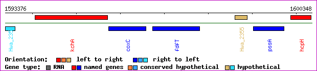 gene map