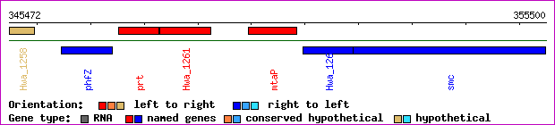 gene map