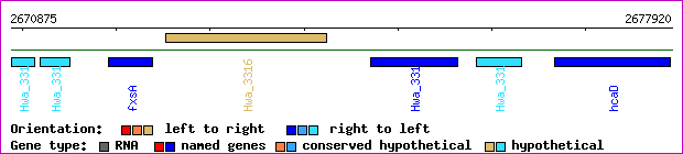 gene map