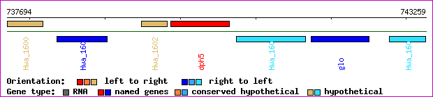 gene map