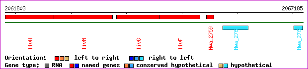 gene map