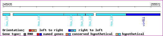 gene map