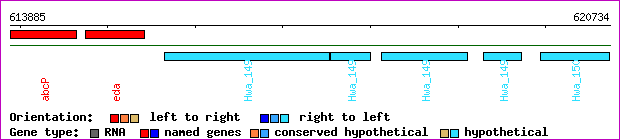 gene map