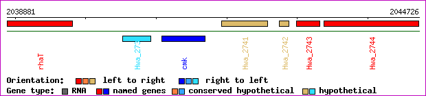 gene map