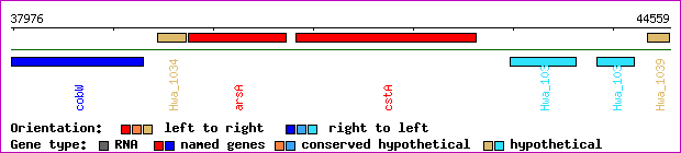 gene map
