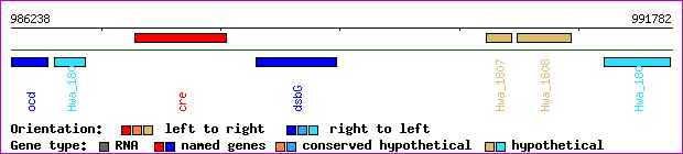 gene map