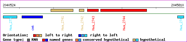 gene map
