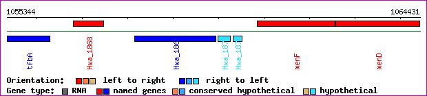 gene map