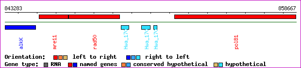 gene map