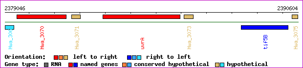 gene map