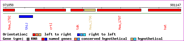 gene map