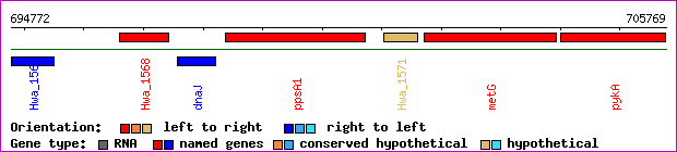 gene map