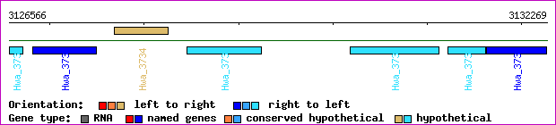 gene map