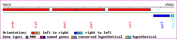 gene map