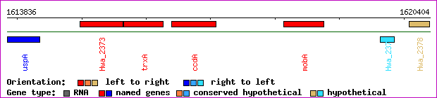 gene map
