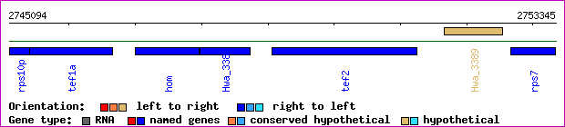 gene map