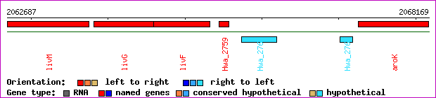 gene map