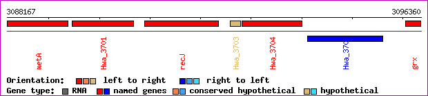gene map