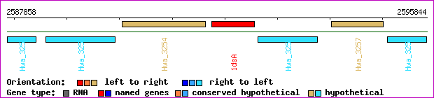 gene map