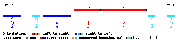 gene map