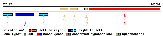 gene map